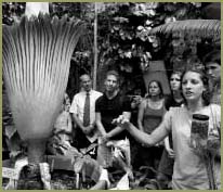 Photo of Titan Arum flower blooming