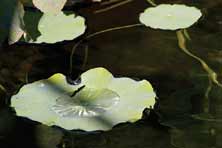 Photo of yellow water lotus floating in a pond.