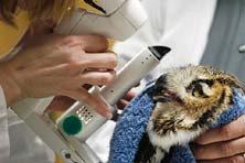 Photo of a veterinary ophthalmologist giving an owl an eye exam.