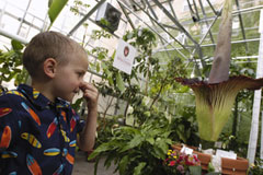 A Titan Arum plant