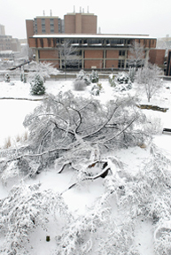 campus tree topppled.