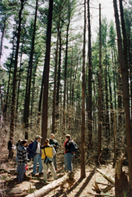 Students studying a forest in the field.