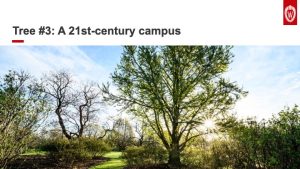 Slide 13: Tree number three. A 21st-century campus. The slide shows a photo of a green leafy tree standing tall among smaller trees and shrubs on a bright sunny day.