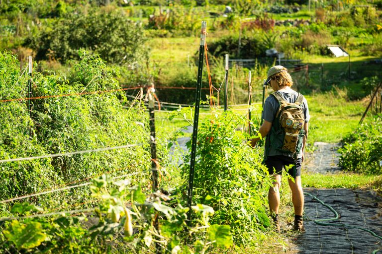 Student wearing backpack, baseball hat, and shorts walks among lush green rows of growing tomato plants