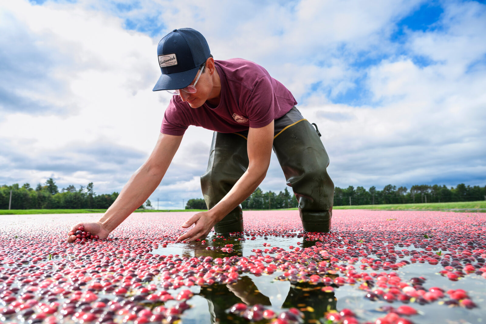 A person in waders stands in a flooded cranberry bog, bending to gather floating cranberries under a partly cloudy sky.