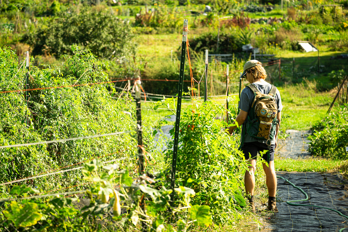 Student wearing a backpack, baseball hat, and shorts walks among lush green rows of growing tomato plants.